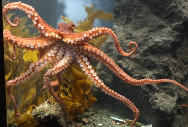 Октоподите си имат свои истински град – Октолантис
