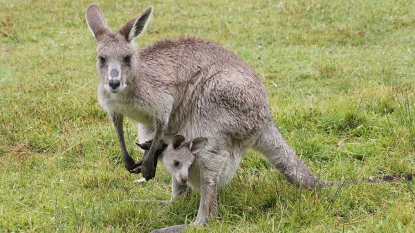Късмет за Добрич: бебе кенгуру се роди в зоопарка 
