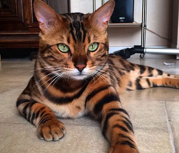 Запознайте се с Тор – най-красивата котка на планетата Земя
