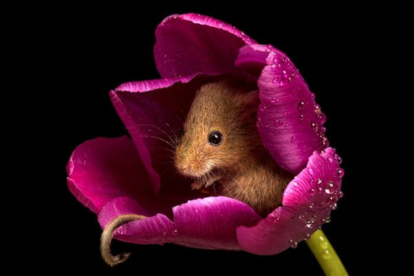 Тайният живот на мишките и лалетата