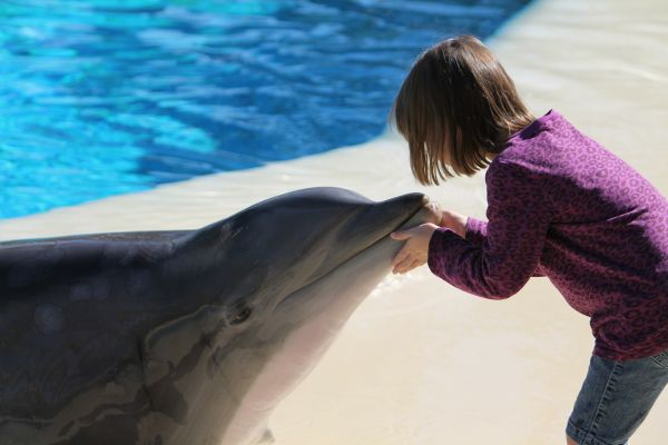 След 14-годишна пауза във Варненския делфинариум се роди делфинче