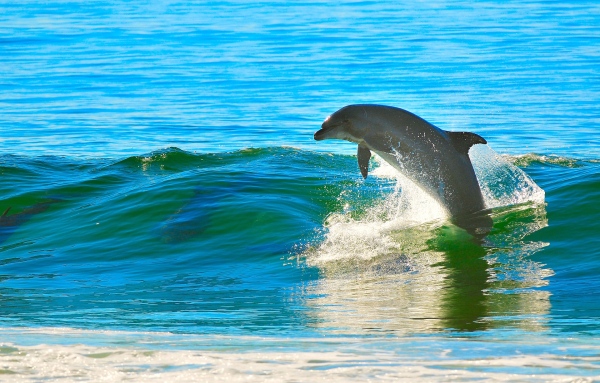 Красотата на света: майка делфин благодари на рибари спасили бебето ѝ