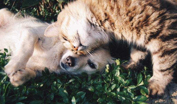6 начина по които четириногият ви домашен любимец показва, че има нужда от спешен ветеринар