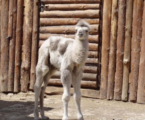 Интересен нов обитател: бяло двугърбо камилче се роди в зоопарка във Варна