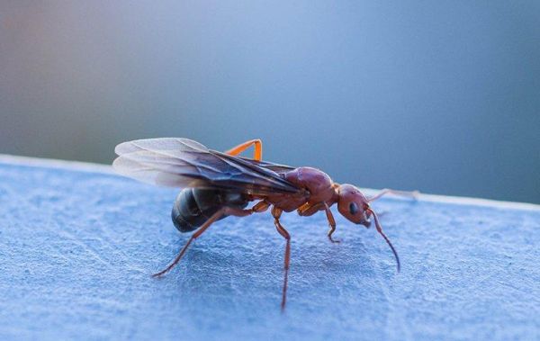 Няколко интересни факта за летящите мравки прочетете и за тях научете