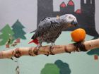 Алекс, най-известният африкански сив папагал,...